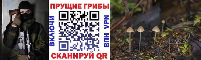 наркота  Истра  Галлюциногенные грибы Psilocybe 